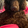 dog, brown_dog, curly_fur, fluffy, pet, indoor, couch, blanket, relaxed, cozy, fur, animal, canine, home, comfort, resting, close_up, living_room, furniture, domestic_animal