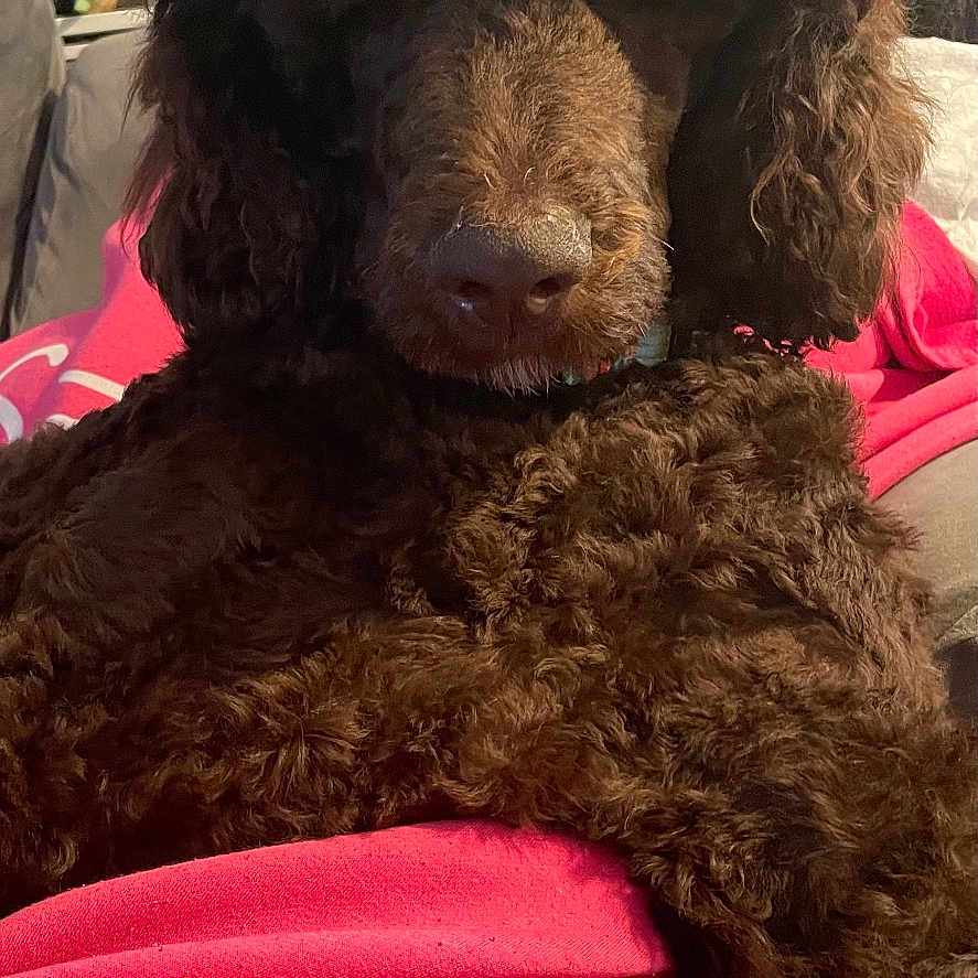Bentley is registered to the contest to win money with this photo: animal, blanket, brown_dog, canine, close_up, comfort, couch, cozy, curly_fur, dog, domestic_animal, fluffy, fur, furniture, home, indoor, living_room, pet, relaxed, resting