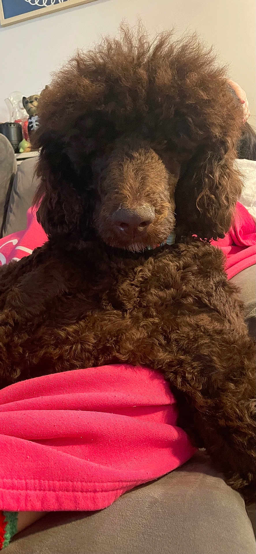 Bentley is registered to the contest to win money with this photo: dog, brown_dog, curly_fur, fluffy, pet, indoor, couch, blanket, relaxed, cozy, fur, animal, canine, home, comfort, resting, close_up, living_room, furniture, domestic_animal