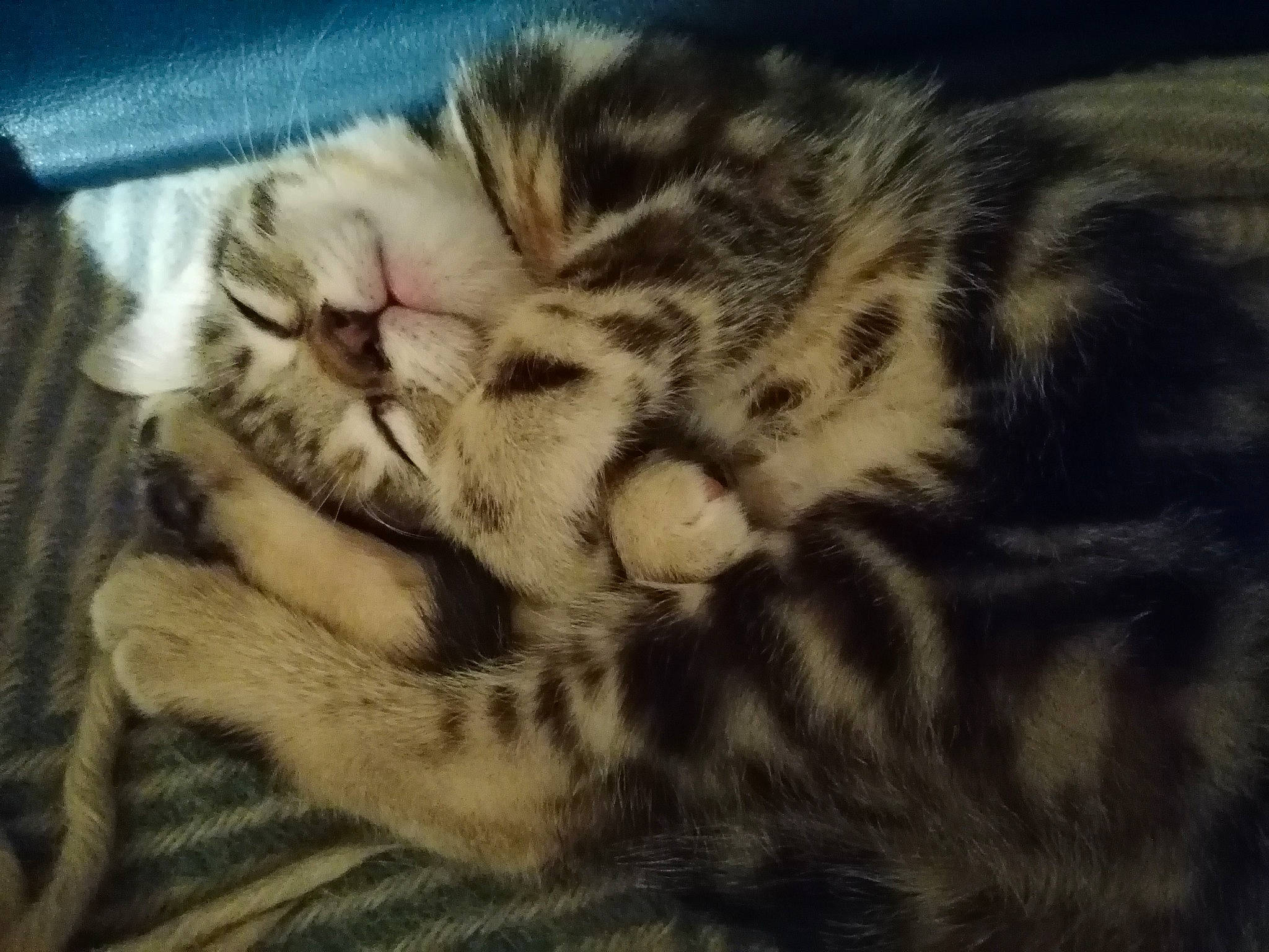 Dina a rejoint le concours — aidez-le/la à gagner de superbes lots ! carnivore, cat, domestic_short_haired_cat, felidae, fur, nap, natural_material, small_to_medium_sized_cats, snout, tabby_cat, vertebrate, whiskers