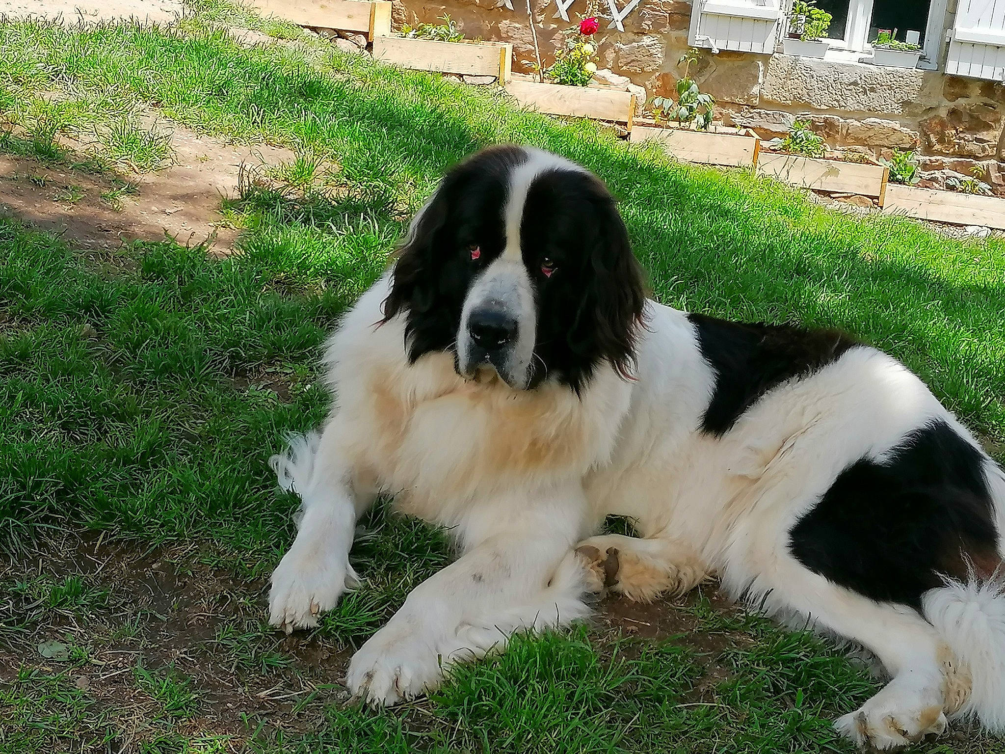 Oural a rejoint le concours — aidez-le/la à gagner de superbes lots ! borador, bucovina_shepherd_dog, canidae, carnivore, companion_dog, dog, dog_breed, fur, grass, gun_dog, hunting_dog, mammal, russian_spaniel, shadow, snout, sporting_group, terrestrial_animal, working_animal, working_dog, yard