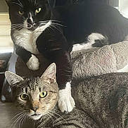 Gidjet is registered to the contest to win money with this photo: animal, black_and_white_cat, cat, cat_tree, companions, cozy, curious, cute, domestic_animal, ears, eyes, feline, fur, indoor, paw, pet, relaxed, resting, tabby_cat, whiskers