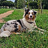 dog, australian_shepherd, grass, park, pathway, trees, cloudy_sky, outdoor, nature, animal, pets, fur, happy, lying_down, greenery, summer, canine, smiling, background, scenic