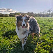 Aywa participe au concours pour gagner de l'argent avec cette photo : dog, outdoor, grass, field, sunlight, nature, pet, canine, happy, animal, fur, blue_sky, tree, hill, daytime, tongue_out, playful, sunshine, landscape, mammal