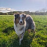 dog, outdoor, grass, field, sunlight, nature, pet, canine, happy, animal, fur, blue_sky, tree, hill, daytime, tongue_out, playful, sunshine, landscape, mammal