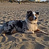 Aywa participe au concours pour gagner de l'argent avec cette photo : dog, australian_shepherd, beach, sand, sunlight, outdoor, relaxing, animal, pet, fur, quiet, nature, house, sky, dune, daytime, calm, landscape, canine, resting