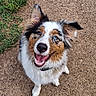 dog, happy, outdoor, grass, path, smiling, fluffy, brown, white, black, pet, canine, nature, fur, playful, tongue_out, ears_up, looking_up, animal, friendly