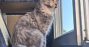 Byzance a rejoint le concours — aidez-le/la à gagner de superbes lots ! cat, gray_cat, fluffy_tail, cat_tree, indoors, window, sunlight, pet, feline, curious, sitting, cozy, fur, animal, looking_out, home, domestic_cat, calm, daylight, ears_up
