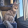 animal, calm, cat, cat_tree, cozy, curious, daylight, domestic_cat, ears_up, feline, fluffy_tail, fur, gray_cat, home, indoors, looking_out, pet, sitting, sunlight, window
