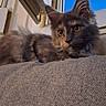 Byzance a rejoint le concours — aidez-le/la à gagner de superbes lots ! cat, fluffy, cushion, gray, window, open_window, blue_sky, indoor, pet, animal, feline, relaxed, closeup, ears, eyes, whiskers, texture, resting, cozy, home