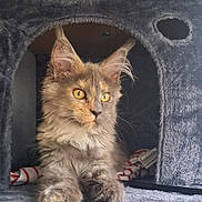 Byzance a rejoint le concours — aidez-le/la à gagner de superbes lots ! cat, feline, pet, animal, fur, ears, whiskers, eyes, paws, cat_tree, cozy, indoor, home, resting, curious, cute, fluffy, orange_eyes, tabby, relaxed