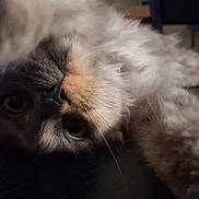 Byzance a rejoint le concours — aidez-le/la à gagner de superbes lots ! animal, cat, close_up, curious_eyes, cute, dark_surface, domestic_cat, feline, fluffy, fur_texture, indoor, lying_down, pet, playful, portrait, relaxed, resting, soft_fur, upside_down, whiskers