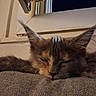 Byzance participe au concours pour gagner de l'argent avec cette photo : cat, sleeping, fur, ears, window, night, cozy, resting, indoor, animal, pet, closeup, feline, soft, gray, relaxation, quiet, peaceful, whiskers, home