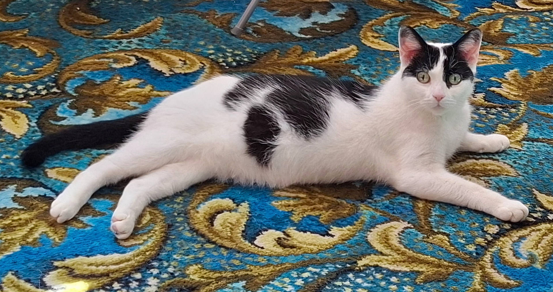 alert, animal, black_and_white, carpet, cat, cute, domestic_cat, ears, feline, fur, indoor, lying_down, mammal, patterned_carpet, paws, pet, relaxed, resting, tail, whiskers