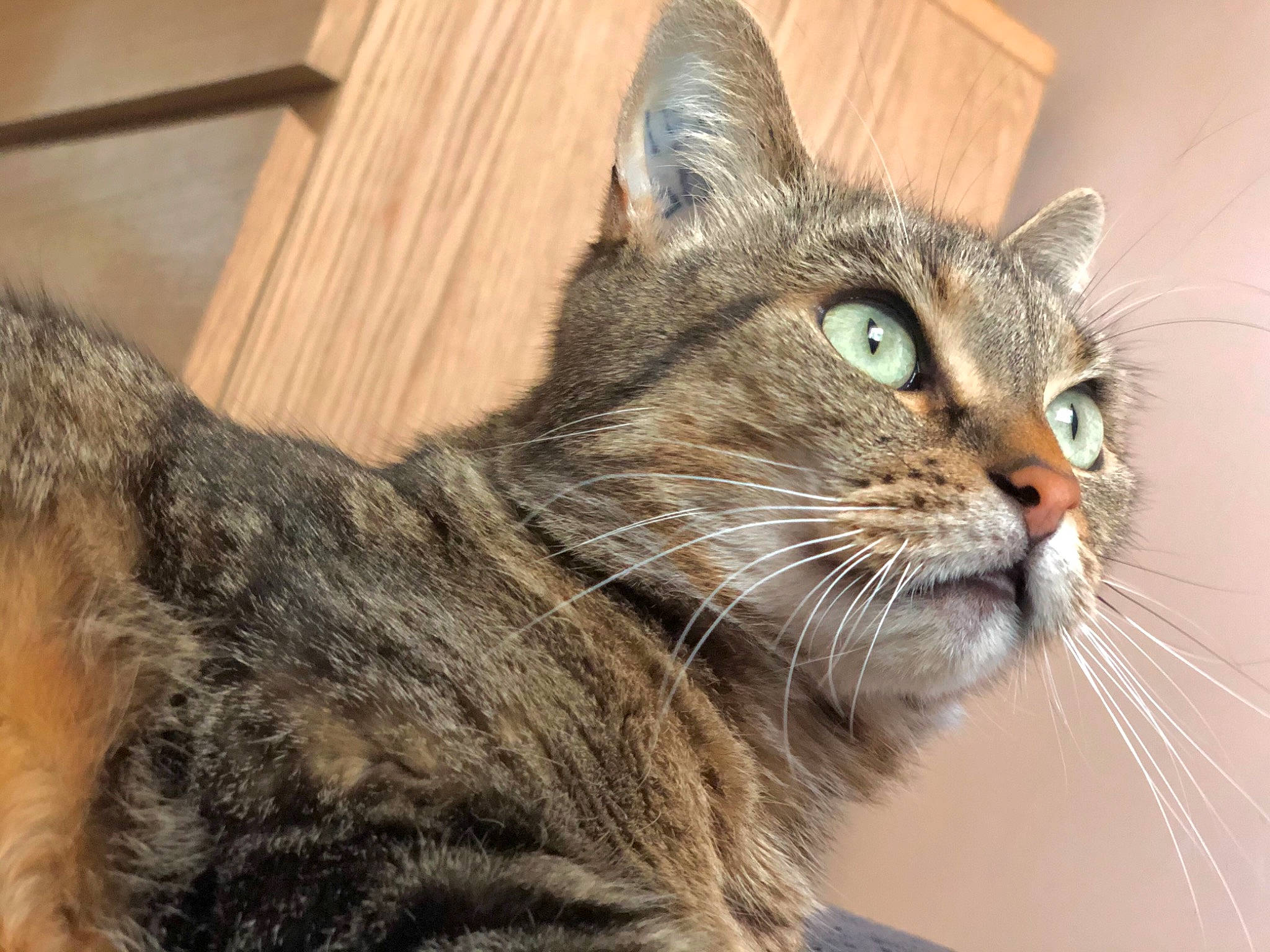 Elya a rejoint le concours — aidez-le/la à gagner de superbes lots ! carnivore, cat, domestic_short_haired_cat, door, felidae, fur, small_to_medium_sized_cats, snout, terrestrial_animal, tree, whiskers, wildlife, window, wood