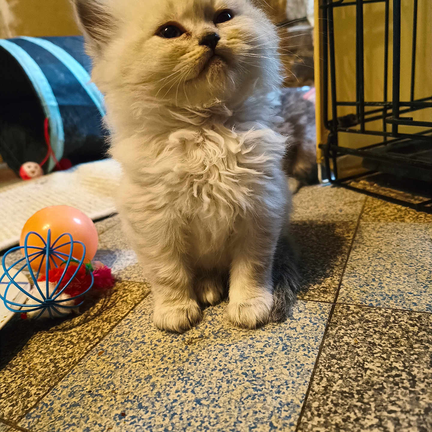 Flocon participe au concours pour gagner de l'argent avec cette photo : angora, animal, astronomy, balloon, canine, cat, dog, food, hardwood, kitten, manx, outerspace, pet, plywood, puppy, sphere, terrier, whitedog, wood