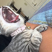 Ruthie is registered to the contest to win money with this photo: arm, bell, blanket, cat, cat_furniture, claw, close_up, collar, door, fur, home, indoor, knitted, paw, person, pet, relaxing, tabby, whiskers, yawning