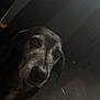 dog, pet, indoor, dark, curtains, carpet, closeup, portrait, animal, canine, face, ears, snout, floor, shadow, looking_up, old_dog, quiet, home, cozy