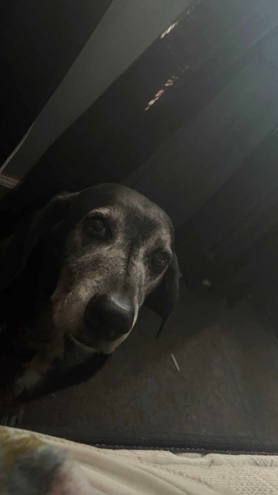 Lady joined the competition — help win amazing prizes! dog, pet, indoor, dark, curtains, carpet, closeup, portrait, animal, canine, face, ears, snout, floor, shadow, looking_up, old_dog, quiet, home, cozy