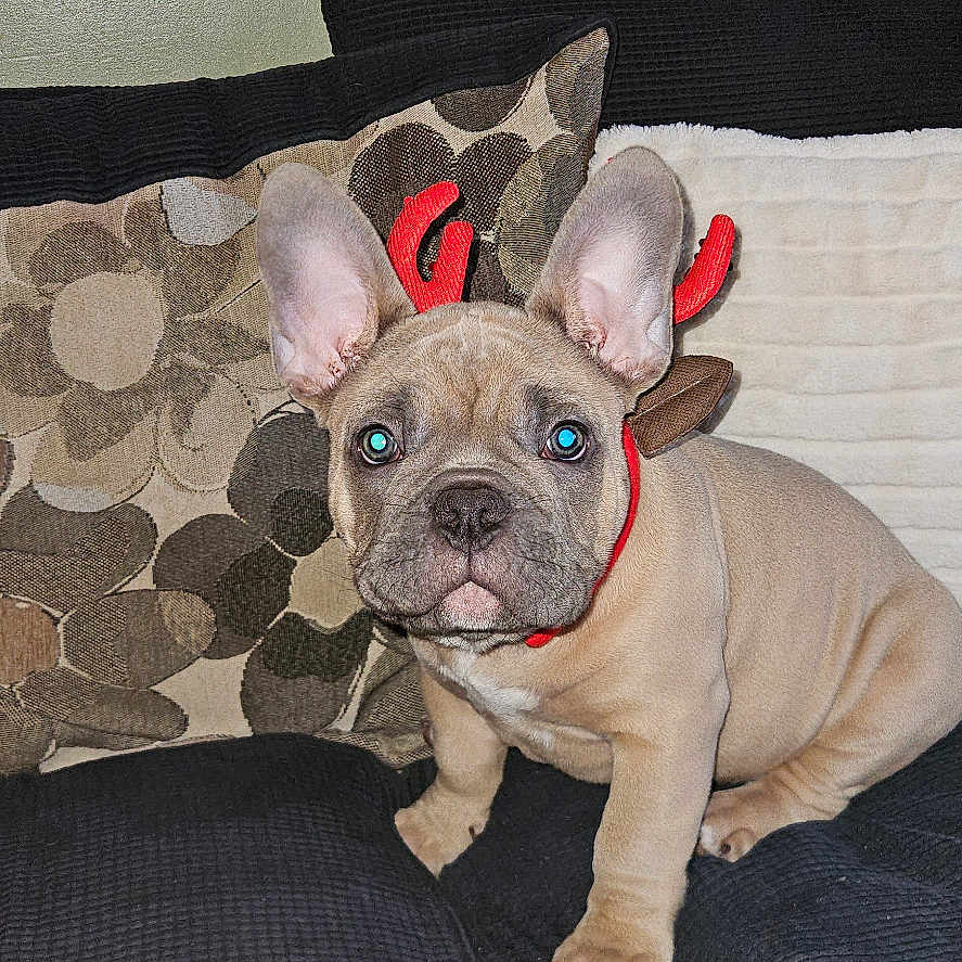 Frank is registered to the contest to win money with this photo: animal, boxer, bulldog, canine, couch, dog, frenchbulldog, furniture, pet, pitbull, puppy