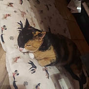 Kiki is registered to the contest to win money with this photo: animal, blanket, calico, cat, comfort, cozy, cute, dog_pattern, domestic, feline, floor, home, indoor, pet, quiet, relaxing, resting, sleeping, soft_lighting, wooden_floor