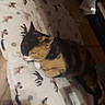 animal, blanket, calico, cat, comfort, cozy, cute, dog_pattern, domestic, feline, floor, home, indoor, pet, quiet, relaxing, resting, sleeping, soft_lighting, wooden_floor