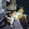 animal, bed, blanket, calico_cat, cat, companion, cozy, cute, domestic_animal, feline, fur, indoor, paw, pet, relaxed, resting, sleeping_area, soft, stuffed_animal, whiskers