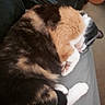 Kiki joined the competition — help win amazing prizes! animal, bed, black, calico_cat, cat, couch, cozy, curled_up, cute, domestic, fur, furniture, guitar, indoor, orange, paw, pet, puma_bag, resting, sleeping
