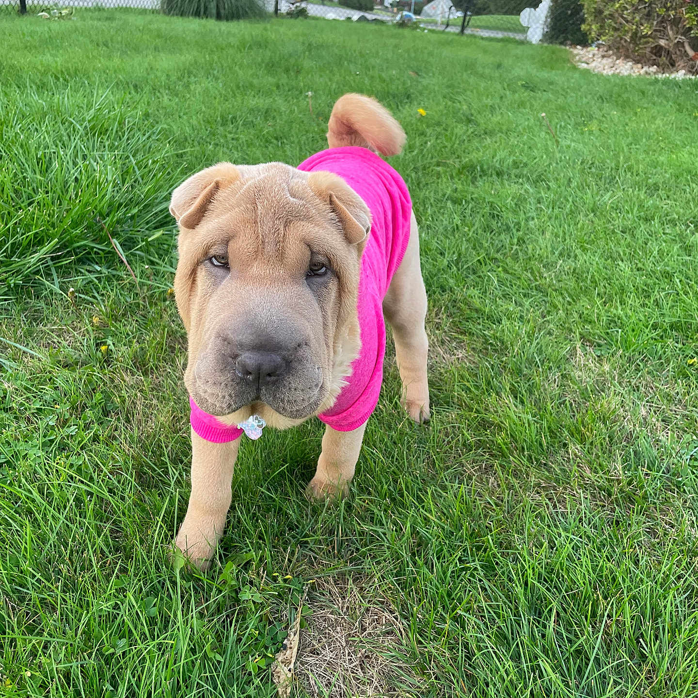 Marley joined the competition — help win amazing prizes! animal, canine, curious, cute, daylight, dog, fence, garden, grass, greenery, lawn, nature, outdoor, pet, pink_sweater, playful, puppy, shar_pei, walking, young_dog