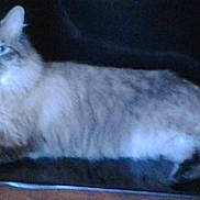 Ozzy joined the competition — help win amazing prizes! american_curl, asian_semi_longhair, british_longhair, british_semi_longhair, carnivore, cat, cymric, domestic_long_haired_cat, felidae, kitten, mammal, napoleon_cat, norwegian_forest_cat, persian, ragamuffin, ragdoll, siberian, small_to_medium_sized_cats, vertebrate, whiskers