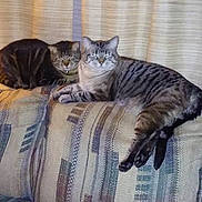 Mocha joined the competition — help win amazing prizes! american_shorthair, asian, british_shorthair, carnivore, cat, couch, domestic_short_haired_cat, dragon_li, european_shorthair, felidae, fur, furniture, kitten, mammal, pixie_bob, small_to_medium_sized_cats, tabby_cat, tail, whiskers