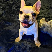 Mac joined the competition — help win amazing prizes! french_bulldog, puppy, dog, smiling, pet, indoor, plush_blanket, toy, cute, happy, ears_up, tongue_out, close_up, animal, domestic_animal, bedroom, playful, fur, canine, young_animal