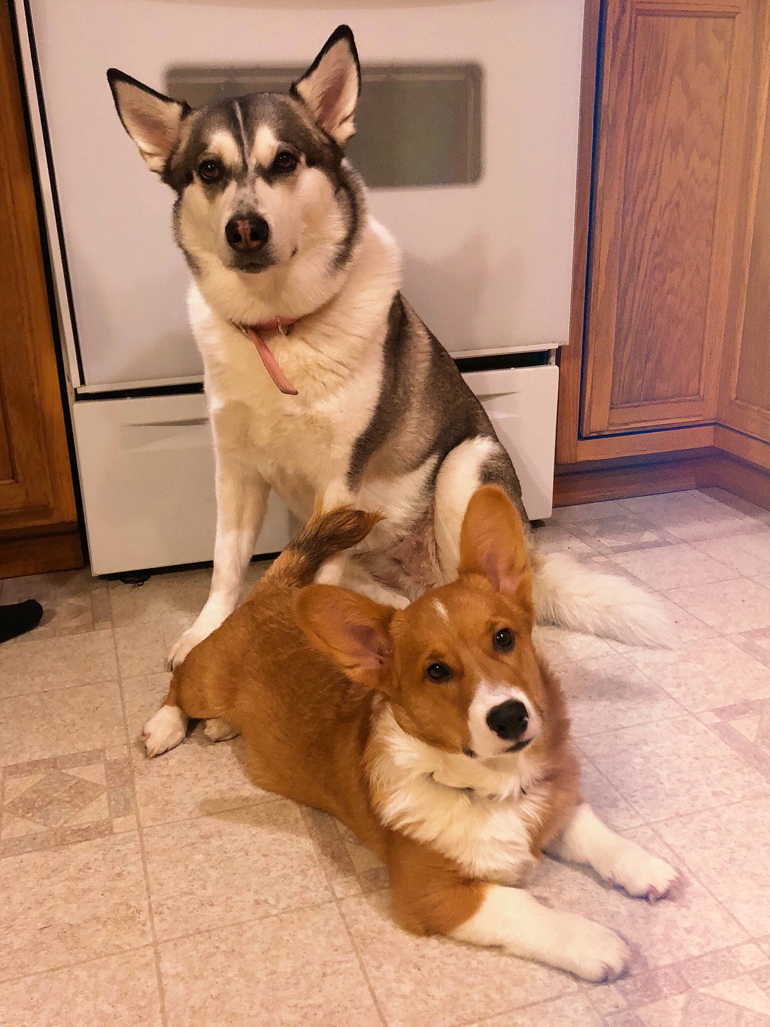 Kody is registered to the contest to win money with this photo: ancient_dog_breeds, canidae, carnivore, companion_dog, dog, dog_breed, east_siberian_laika, laika, mammal, norwegian_lundehund, pembroke_welsh_corgi, rare_breed_dog, sakhalin_husky, shikoku, siberian_husky, snout, vertebrate, welsh_corgi, west_siberian_laika, wolfdog