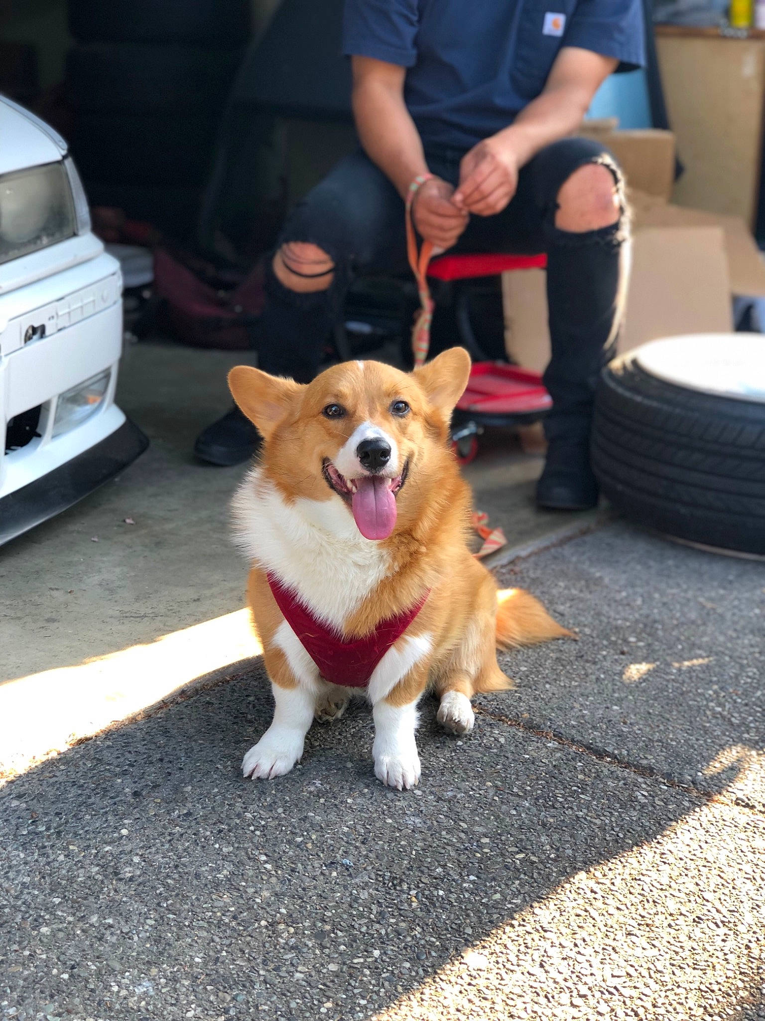Kody joined the competition — help win amazing prizes! canidae, car, cardigan_welsh_corgi, carnivore, companion_dog, dog, dog_breed, fawn, herding_dog, mammal, pembroke_welsh_corgi, puppy, snout, sporting_group, vehicle, vertebrate, welsh_corgi