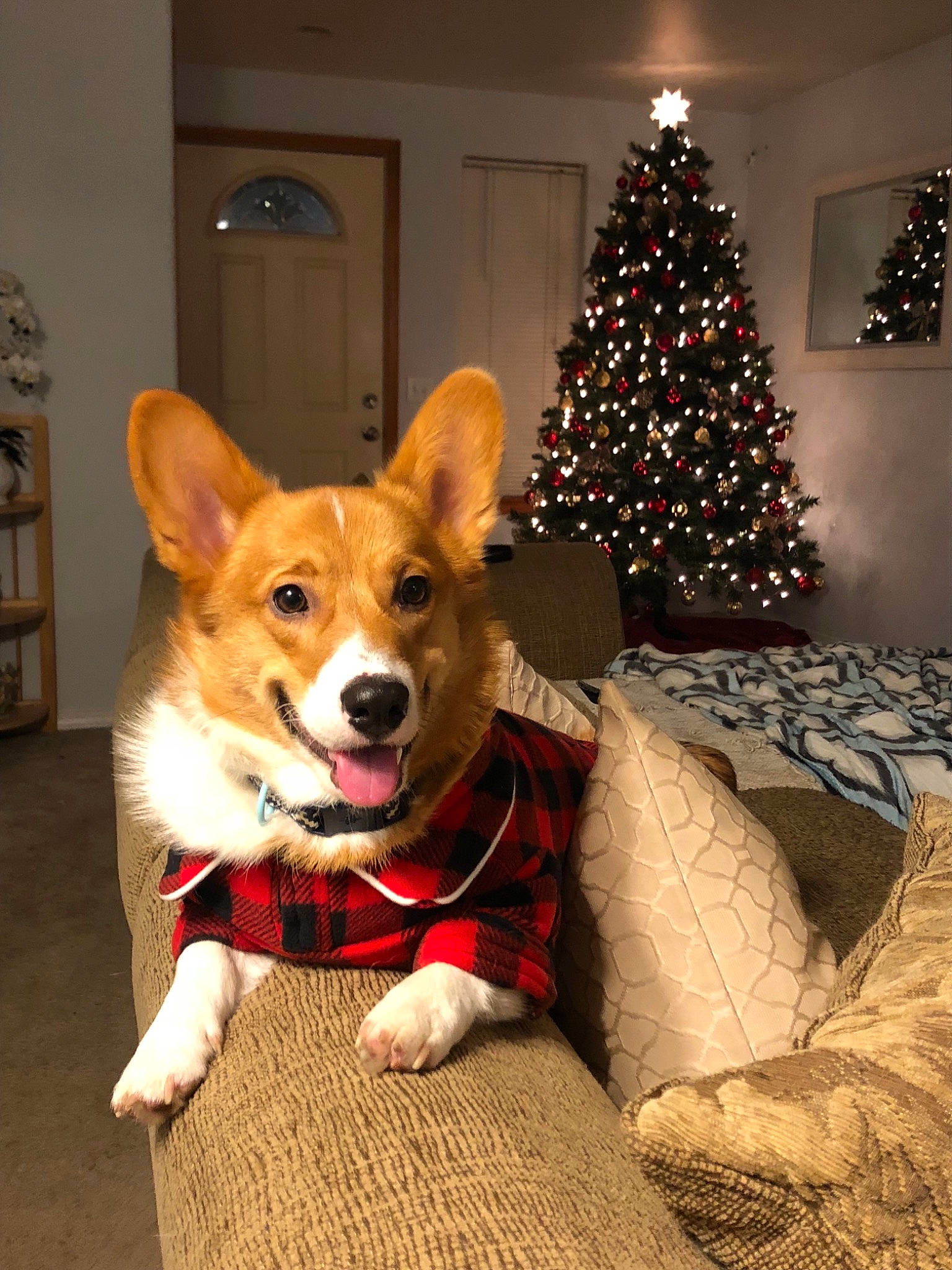 Kody is registered to the contest to win money with this photo: canidae, cardigan_welsh_corgi, carnivore, christmas, christmas_decoration, christmas_eve, christmas_ornament, christmas_tree, companion_dog, dog, dog_breed, fawn, herding_dog, holiday, mammal, norwegian_lundehund, pembroke_welsh_corgi, tree, vertebrate, welsh_corgi