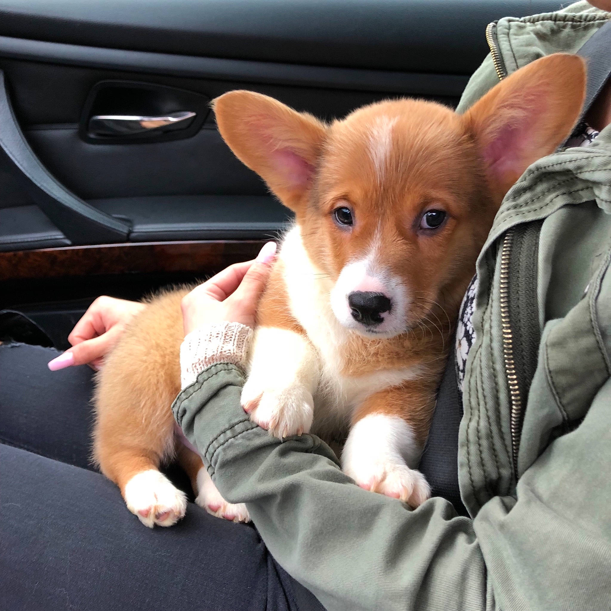 Kody is registered to the contest to win money with this photo: canidae, cardigan_welsh_corgi, carnivore, companion_dog, corgi_chihuahua, dog, dog_breed, fawn, mammal, pembroke_welsh_corgi, puppy, snout, sporting_group, vertebrate, welsh_corgi