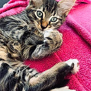 Missy a rejoint le concours — aidez-le/la à gagner de superbes lots ! animal, cat, close_up, cozy, curious, cute, feline, fur, green_eyes, indoor, kitten, lying_down, paw, pet, pink_blanket, relaxed, small_animal, soft_texture, tabby, whiskers