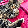 animal, cat, close_up, cozy, curious, cute, feline, fur, green_eyes, indoor, kitten, lying_down, paw, pet, pink_blanket, relaxed, small_animal, soft_texture, tabby, whiskers