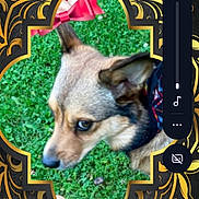 Baby Girl Mhithia joined the competition — help win amazing prizes! animal, black_background, close_up, curious, dog, ears, face, fur, grass, lock_screen, looking_away, ornate_frame, outdoor, pet, portrait, smartphone, time, user_interface, volume_control, weather