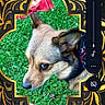 animal, black_background, close_up, curious, dog, ears, face, fur, grass, lock_screen, looking_away, ornate_frame, outdoor, pet, portrait, smartphone, time, user_interface, volume_control, weather