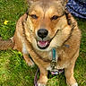 Baby Girl Mhithia is registered to the contest to win money with this photo: animal, blue_dress, canine, collar, daytime, dog, flower, grass, greenery, happy, leash, nature, outdoor, park, person_partial, pet, sitting, smiling, sunlight, yellow_flowers