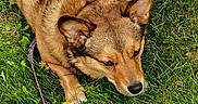 Baby Girl Mhithia is registered to the contest to win money with this photo: animal, brown_dog, canine, closeup, dog, ears, fur, grass, leash, mickey_mouse, nature, outdoor, paw, pet, relaxed, resting, slippers, snout, summer, sunlight