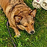 animal, brown_dog, canine, closeup, dog, ears, fur, grass, leash, mickey_mouse, nature, outdoor, paw, pet, relaxed, resting, slippers, snout, summer, sunlight