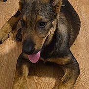 Igor participe au concours pour gagner de l'argent avec cette photo : animal, black_fur, brown_fur, canine, cute, dog, german_shepherd, indoors, large_paws, long_legs, lying_down, open_mouth, pet, playful, pointed_ears, portrait, puppy, relaxed, tongue_out, wooden_floor