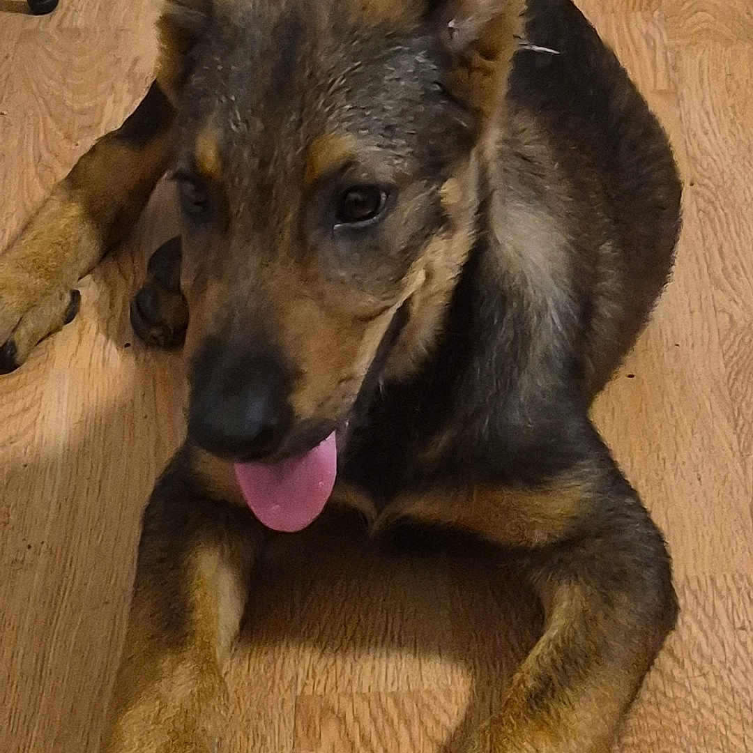 Igor