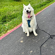 Olaf participe au concours pour gagner de l'argent avec cette photo : blue_harness, countryside, dog, fluffy, grass, greenery, happy, harness, house, leash, outdoors, path, pet, portrait, road, sitting, tongue_out, trees, vegetation, white_dog