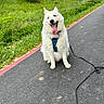blue_harness, countryside, dog, fluffy, grass, greenery, happy, harness, house, leash, outdoors, path, pet, portrait, road, sitting, tongue_out, trees, vegetation, white_dog