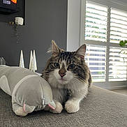 Pickles is registered to the contest to win money with this photo: cat, plush_toy, couch, living_room, window, plant, gray, white, tabby_cat, pet, indoor, furniture, relaxing, whale_plush, soft_toy, domestic_animal, cute, fluffy, animal, houseplant