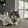 cat, plush_toy, couch, living_room, window, plant, gray, white, tabby_cat, pet, indoor, furniture, relaxing, whale_plush, soft_toy, domestic_animal, cute, fluffy, animal, houseplant