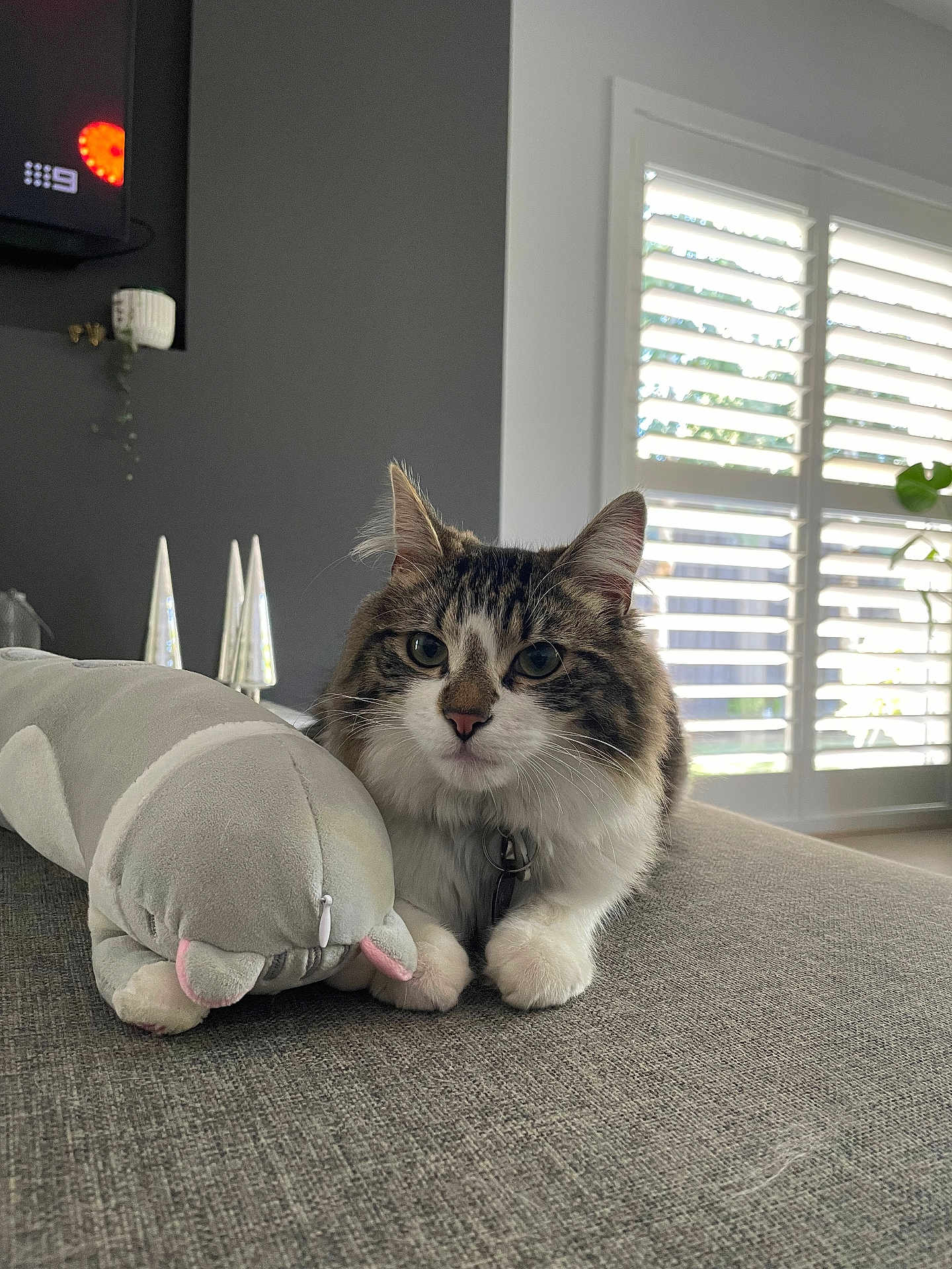 Pickles is registered to the contest to win money with this photo: cat, plush_toy, couch, living_room, window, plant, gray, white, tabby_cat, pet, indoor, furniture, relaxing, whale_plush, soft_toy, domestic_animal, cute, fluffy, animal, houseplant